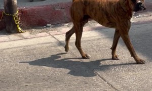 Dog Straight From Barbershop Strolls Streets