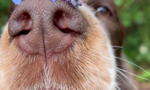 Bonnie Balances Forget-Me-Nots on Her Nose