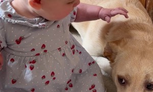 Dog Get's A Little Overexcited Around Baby
