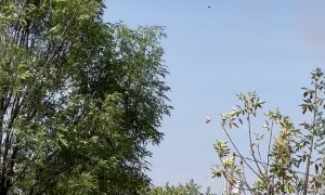 Wind Picks Up Inflatable