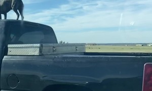 Dog Jumps From Truck Bed To Roof On Interstate