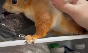 Baby Squirrel Forages In Fridge