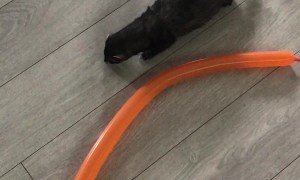 Playful Ferrets Have Fun With a Tube Balloon
