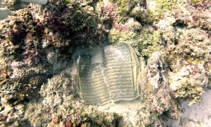 Diver Discovers Quran On Mauritius Reef
