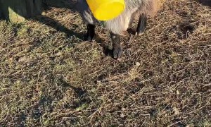Gary The Goat Gets Bucket Stuck On Head