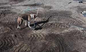 Dog Shows Up With Shovel Ready to Dig