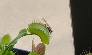 Venus Flytrap vs Wasp