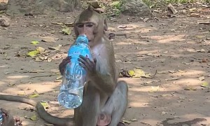 Monkeys Drink From Human Water Bottles