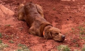 Handsome Hank Hiding His Handiwork