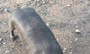 Hairless Dog Looks Like Animated Spirit Guide