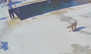 Our Puppy Forgot We Took the Cover Off the Pool