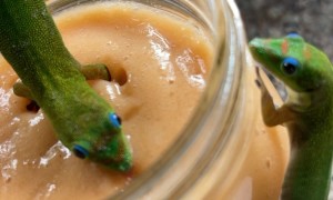 Geckos Eat Woman's Fruit Smoothie