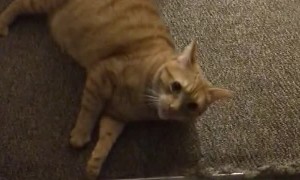 Feisty Feline Tries to Trap Pet Sitter in the Bathroom