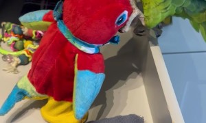 Parrot Plays With Talking Toy