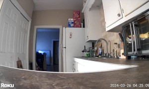 Mouse Steals Kitchen Sponge