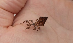 Little Baby Leaf Insect Shows of Its Dance Moves