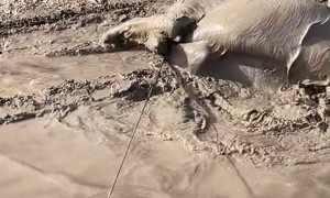 Golden Retriever Slips Into Mud Bath