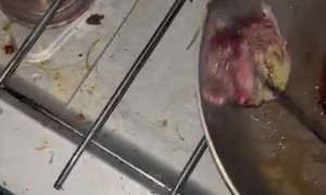 Guy Cooks Deer He Just Hit on the Side of the Road