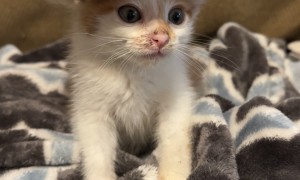 Kitten Wears a Tiny Sombrero