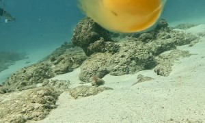 Diver Cracks Open Chicken Egg Underwater