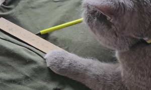 Cat Seamstress Is in High Demand