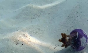 Fish Hides Inside Jellyfish