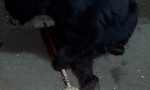 Black Bear Steals a Broom