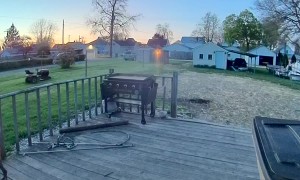 Boxer Puppy Asks to Come Back In