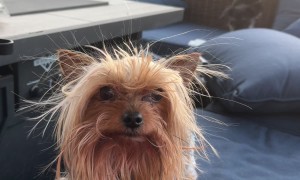 Photobombing Pup Steals the Spotlight