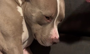 Who Ate All the Hamburger Buns?