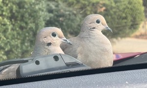 Birds Perch on Moving Car
