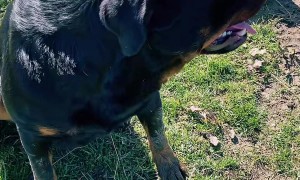 Rottweiler Squeezes Through Gate
