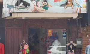 Dogs Look Like They're Enjoying a Beach Day