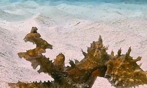Octopus Takes a Sandy Stroll