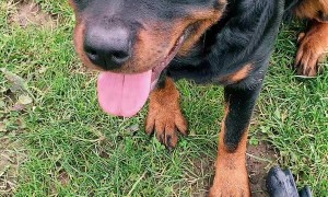 Rottweiler Finds a Special New Toy
