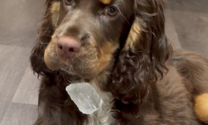 Myla the Cocker Spaniel Misplaces Ice Cube