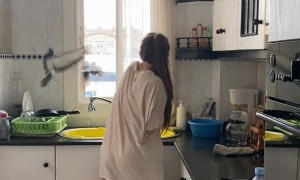 Pigeons Get Stuck in Kitchen