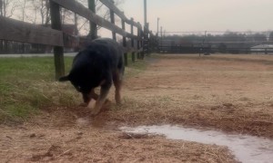 Sissy the Water-Obsessed Dog on Duty