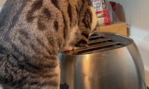 Cat Catches Mouse Hiding in Toaster