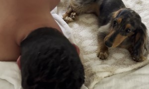 Miniature Dachshund Demands Morning Kisses