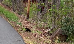 Tiny Black Bear Cubs Prance Across