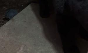 Mr. Doorman the Bear Pays Woman a Visit