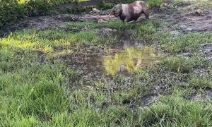 Bulldogs Play in Mud Puddles