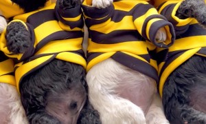 Sleeping Pup-Bees