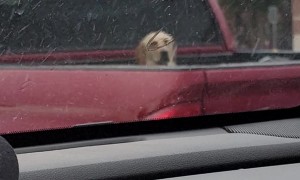 Poor Puppy In The Pouring Rain