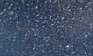 Thousands of Jellyfish Invade Palamos Port