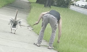 Just Taking My Goose for a Walk