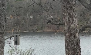 Majestic Bald Eagle Caught Heeding Nature's Call