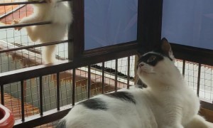 Little Kitten get's Stuck Climbing Fence