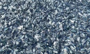 Millions of Small Blue Creatures Wash Up On Oregon Coast